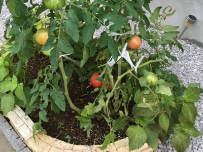 自宅の花壇でトマトやきゅうりなどの野菜を育ててみた